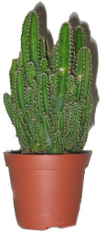 Многие кактусы имеют легко отделяющиеся от главного растения боковые побеги. 